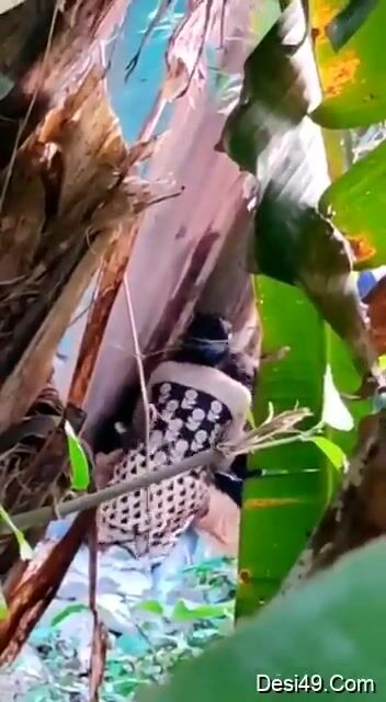 घराच्या पाठीमागे झाडीत झवत असलेल्या प्रेमी युगुलाला पाहिले चोरून